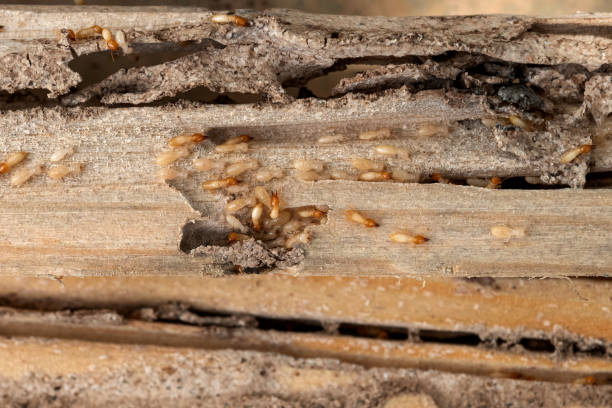 Best Best Pest Control Companies  in Bayview, CA